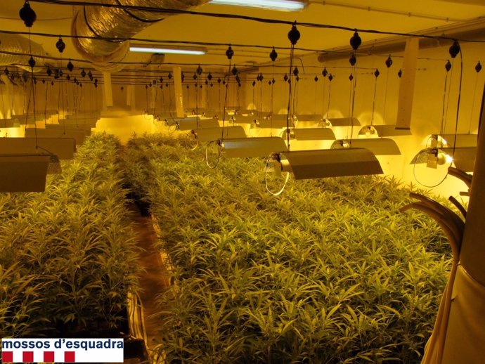Dos detenidos por tener 855 plantas de marihuana en Els Pallaresos (Tarragona)