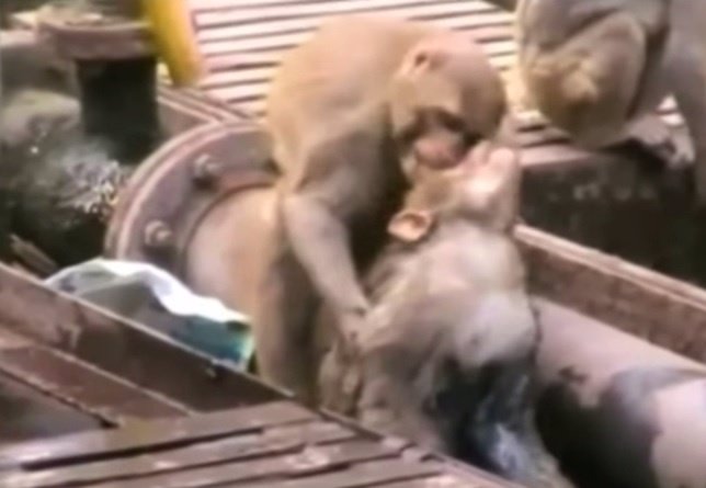 Un mono rescata a otro mono electrocutado