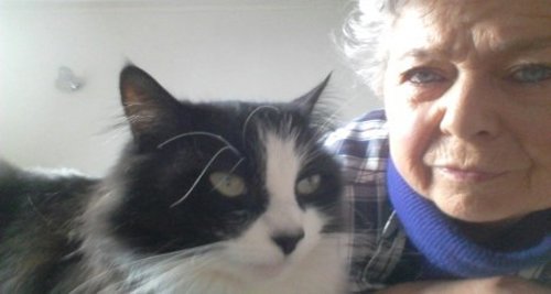 Gato recore 1.000 km para reencontrarse con su dueña