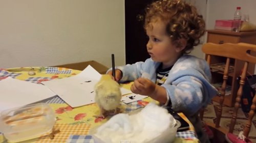 "LA QUE HAS LIADO, POLLITO"