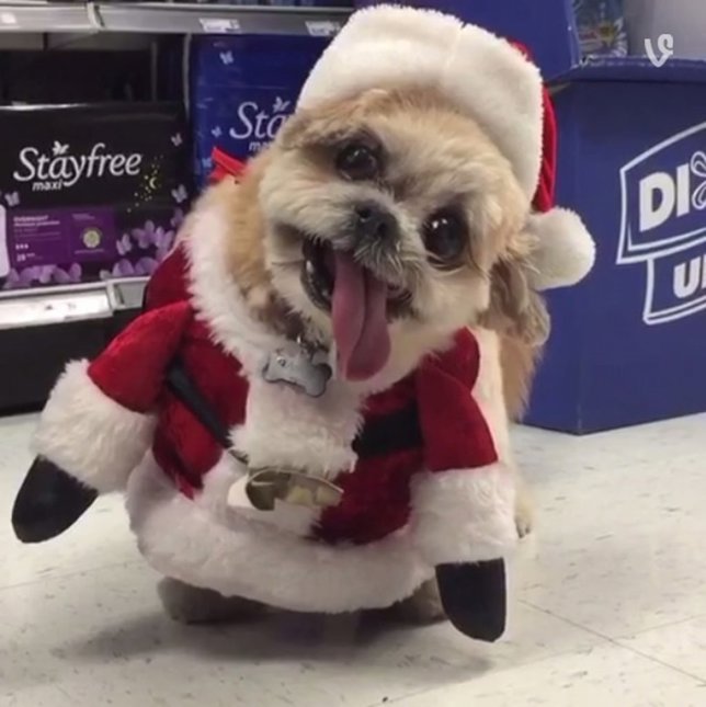 Marnie, el perro más famoso de las redes sociales