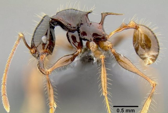 Hormiga Pheidole