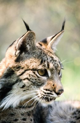 Lince ibérico