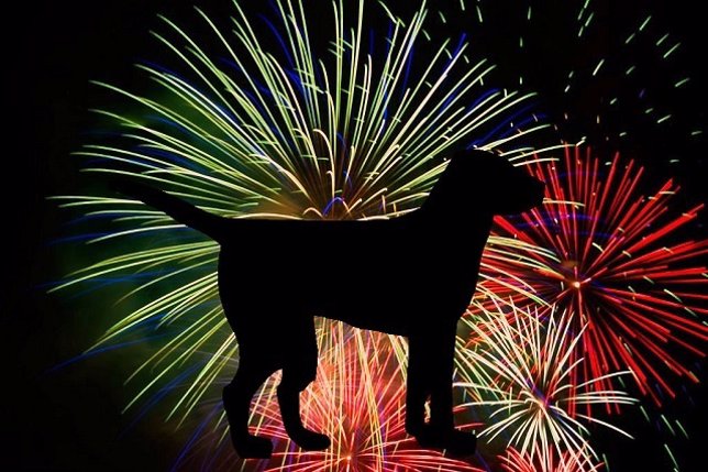 Perros y fuegos artificiales