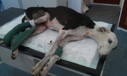 Galga atropellada en 2014