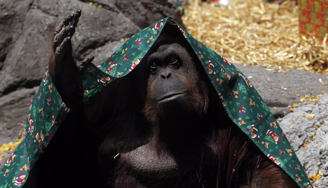 La orangután Sandra, el primer animal con derechos básicos reconocidos por la le