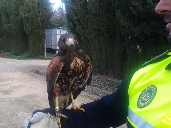 Rescata un águila atrapada en un árbol de Sevilla