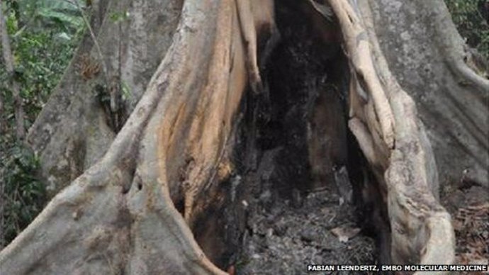 Arbol donde habitaban los murciélagos