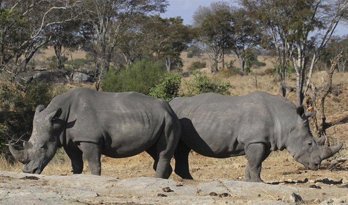 Una pareja de rinocerontes blancos en una pradera de Zimbabue