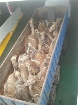 Camellos hacinados en uno de los camiones