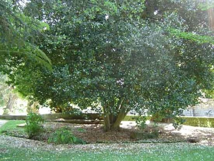 Jardines Del Castillo De Soutomaior (Pontevedra)