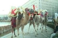Miles de niños esperan deseosos la llegada de los Reyes Magos en la cabalgata de Madrid