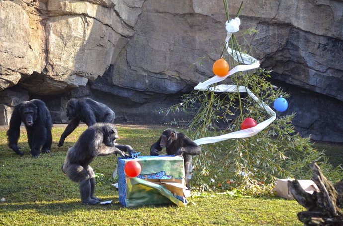Un grupo de chimpancés abre regalos el día de Reyes