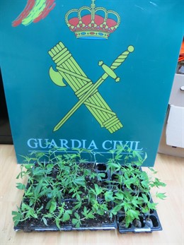 Parte de la marihuana intervenida. 