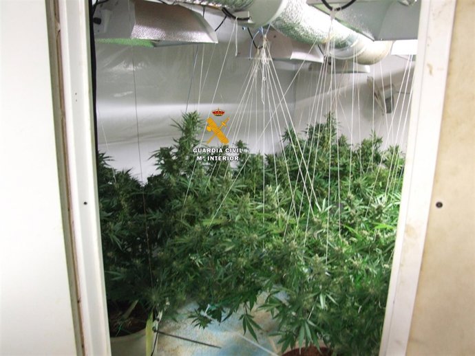 Marihuana intervenida por la Guardia Civil