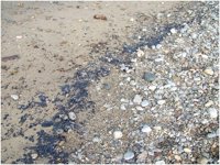 Ecologistas denuncian delito medioambiental por vertidos de fuel