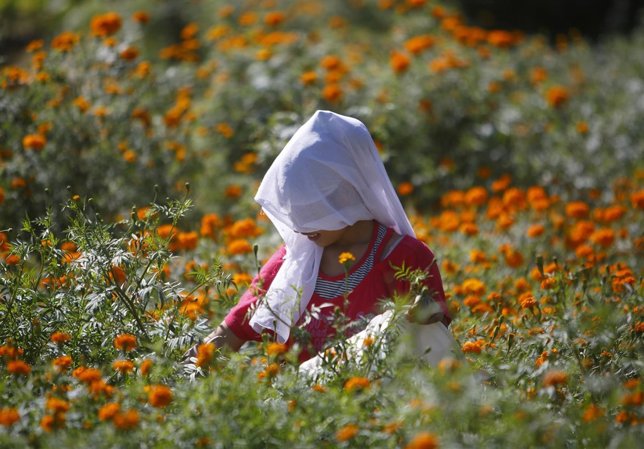 Un mujer con la cara tapada recoge flores 
