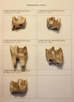 Piezas dentarias fósiles de rinoceronte el Museo Arqueólogico de Alcoy