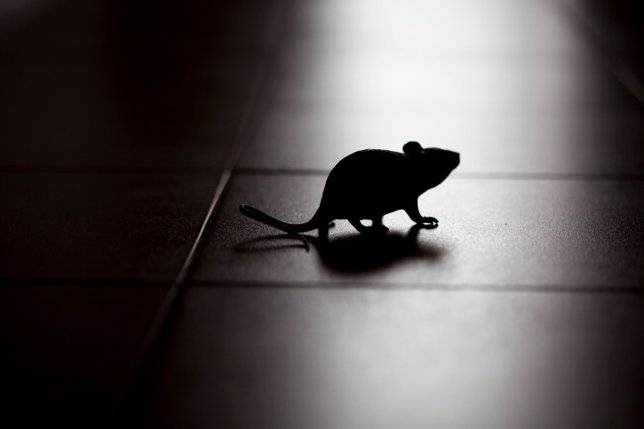 Rata, ratón, ratita