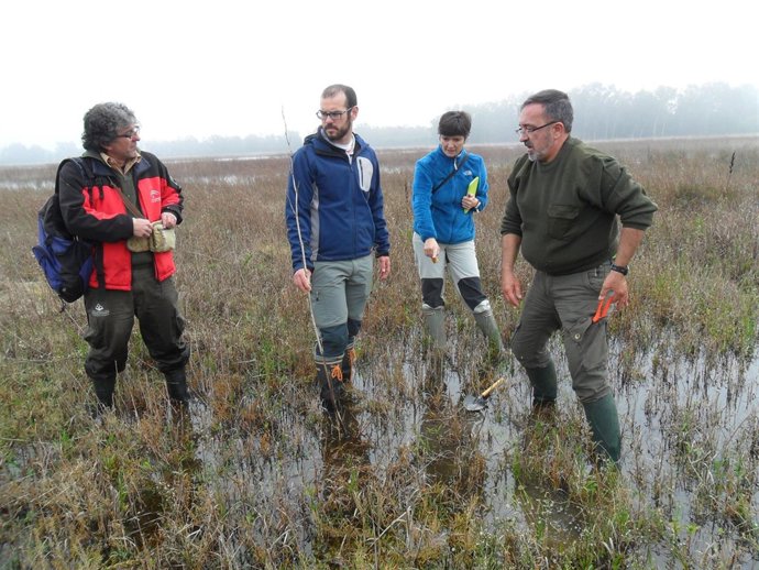 Investigadores de la UPO participan en el proyecto de chicoria hueca