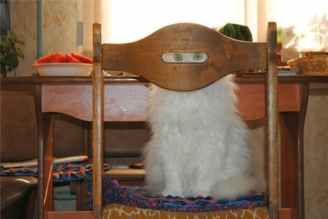 Gatos ninja jugando al escondite