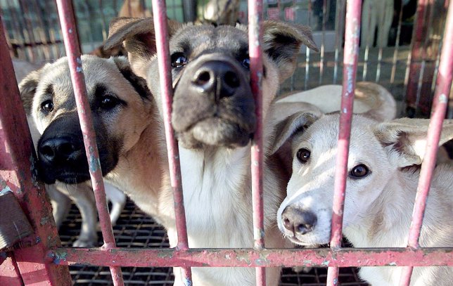 Perros enjaulados a la espera de ser vendidos en Songnam