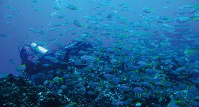 Ecoturismo submarino en Chile