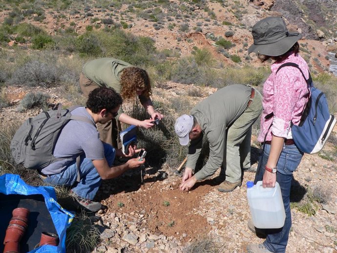 Ensayos de plantación de la Manzanilla de Escombreras