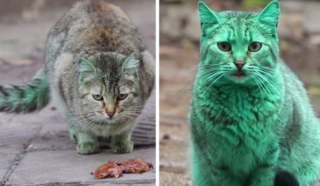 Misterioso gato verde de Bulgaria