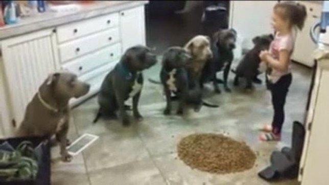 Niña alimentando a seis pitbulls