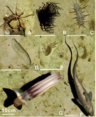Biodiversidad en el fondo del mar