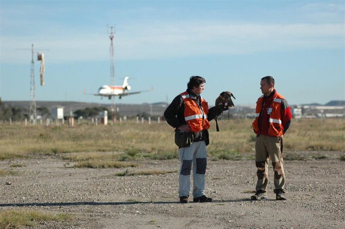 Cetreros Con Un Halcón En El Aeropuerto De Almería 