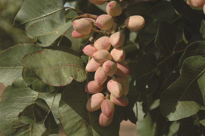 Plantación de pistachos.