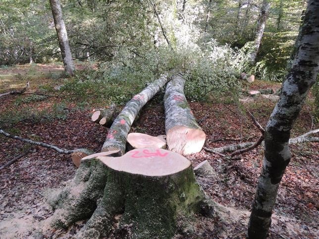 Tala de hayas en el parque natural Saja-Besaya