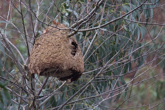 Nido de avispa asiática localizado en Guriezo