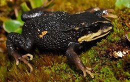 Nueva especie de rana descubierta en Bolivia
