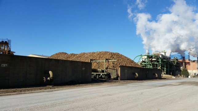 Remolacha azucarera en la planta de Acor en Olmedo (Valladolid)