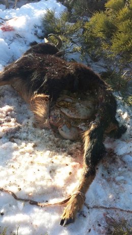 Una cabra atacada por un lobo