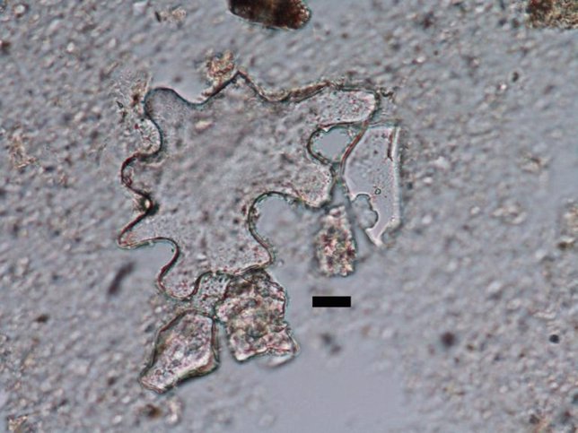 Fitolito en una muestra de planta fósil