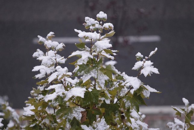Nieve, helada, frío, invierno, nevada