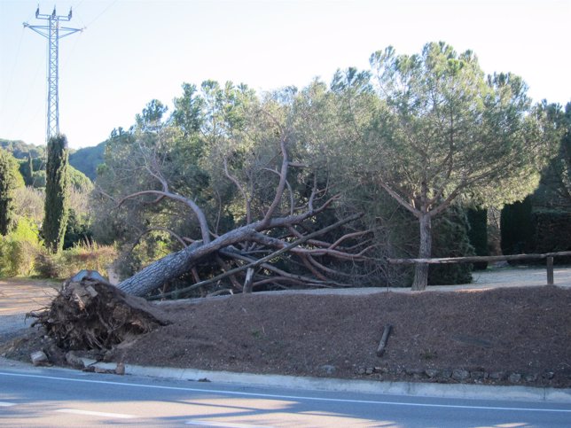 Pino caído por el temporal de viento en Catalunya, Vallès Oriental