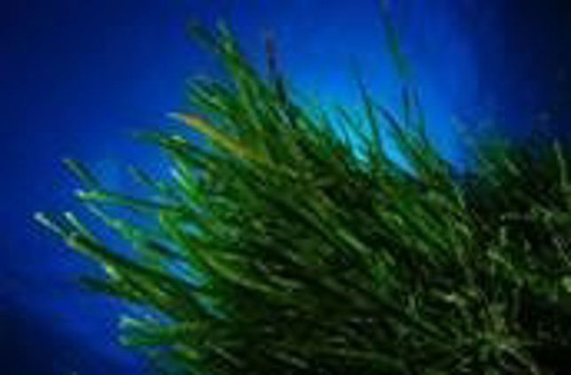 Pradera De Posidonia Oceánica