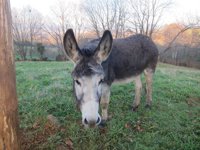 Igualdad Animal cree que era "necesario y urgente" incluir la zoofilia como delito para evitar un "paraíso" en España