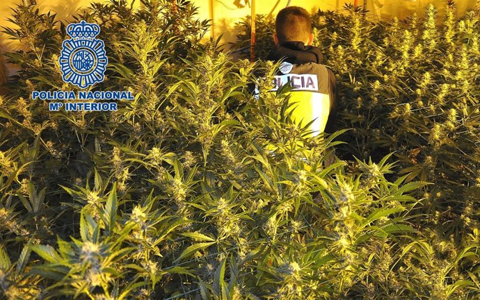 Marihuana incautada por la Policía Nacional en Castellón.