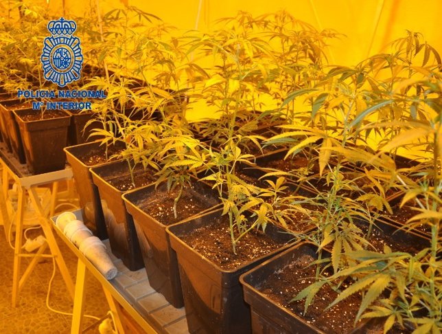 Plantación de marihuana en Manacor