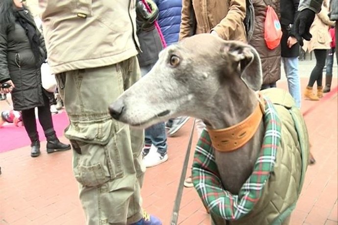 Desfile de perros en Chueca (Madrid)