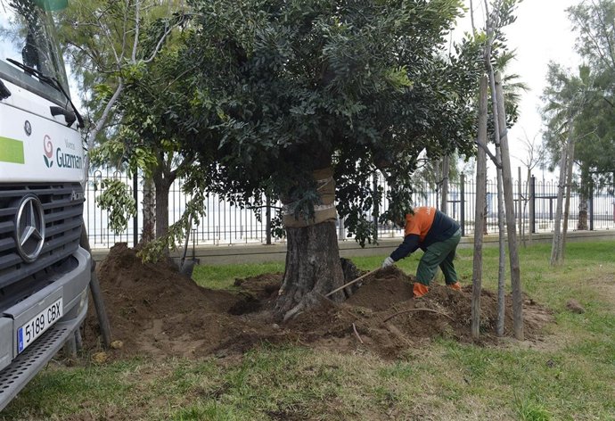 Plantación del algarrobo en el Parque Celestino Mutis