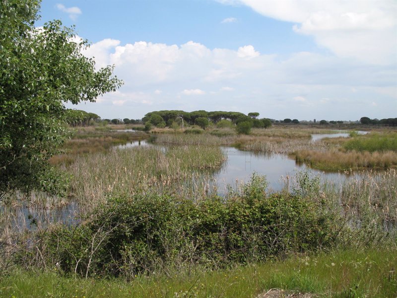 Doñana