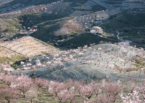 Cerezos en el Valle del Jerte