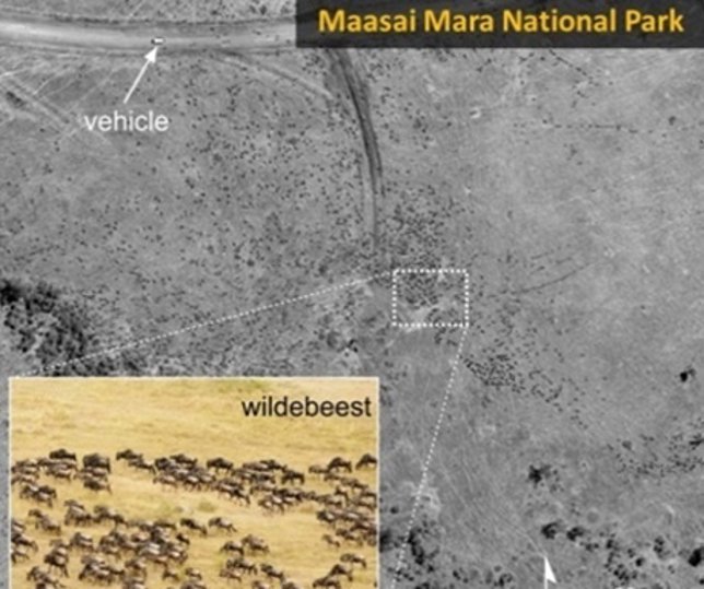 Censo animal por satélite